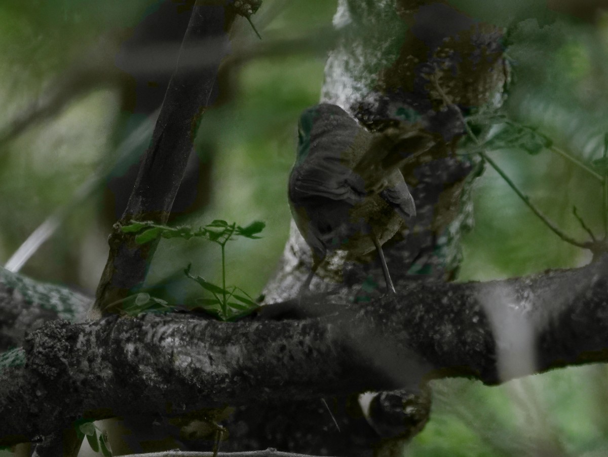 Japanese Bush Warbler - Merryl Edelstein