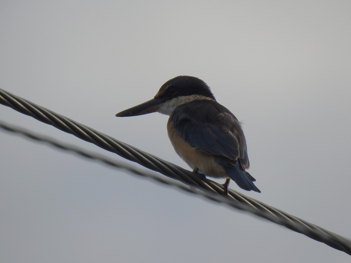 Sacred Kingfisher - Monica Mesch