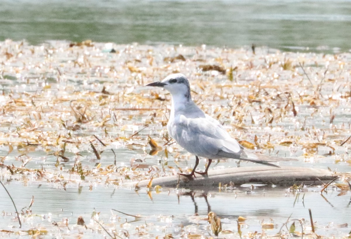 Whiskered Tern - Nyreen Roberts