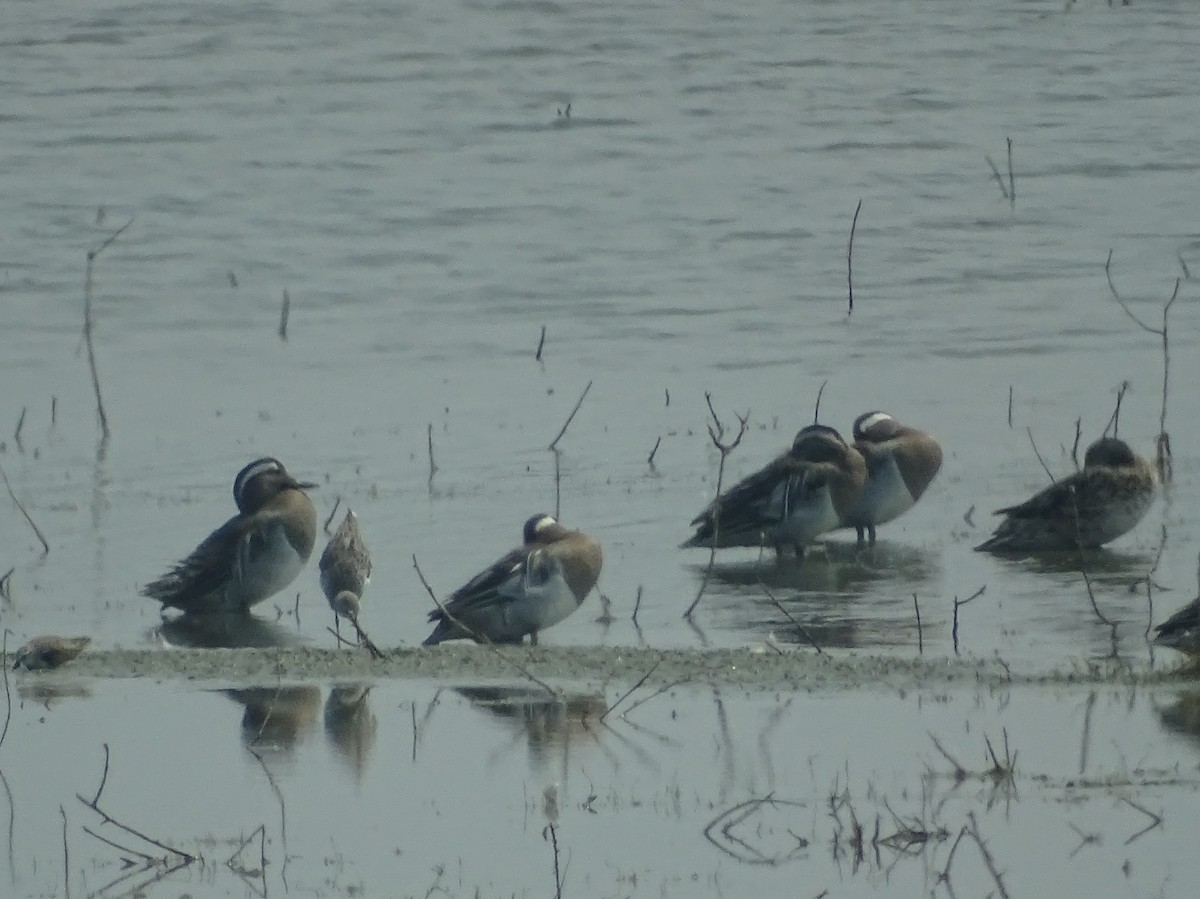 Garganey - Sri Srikumar