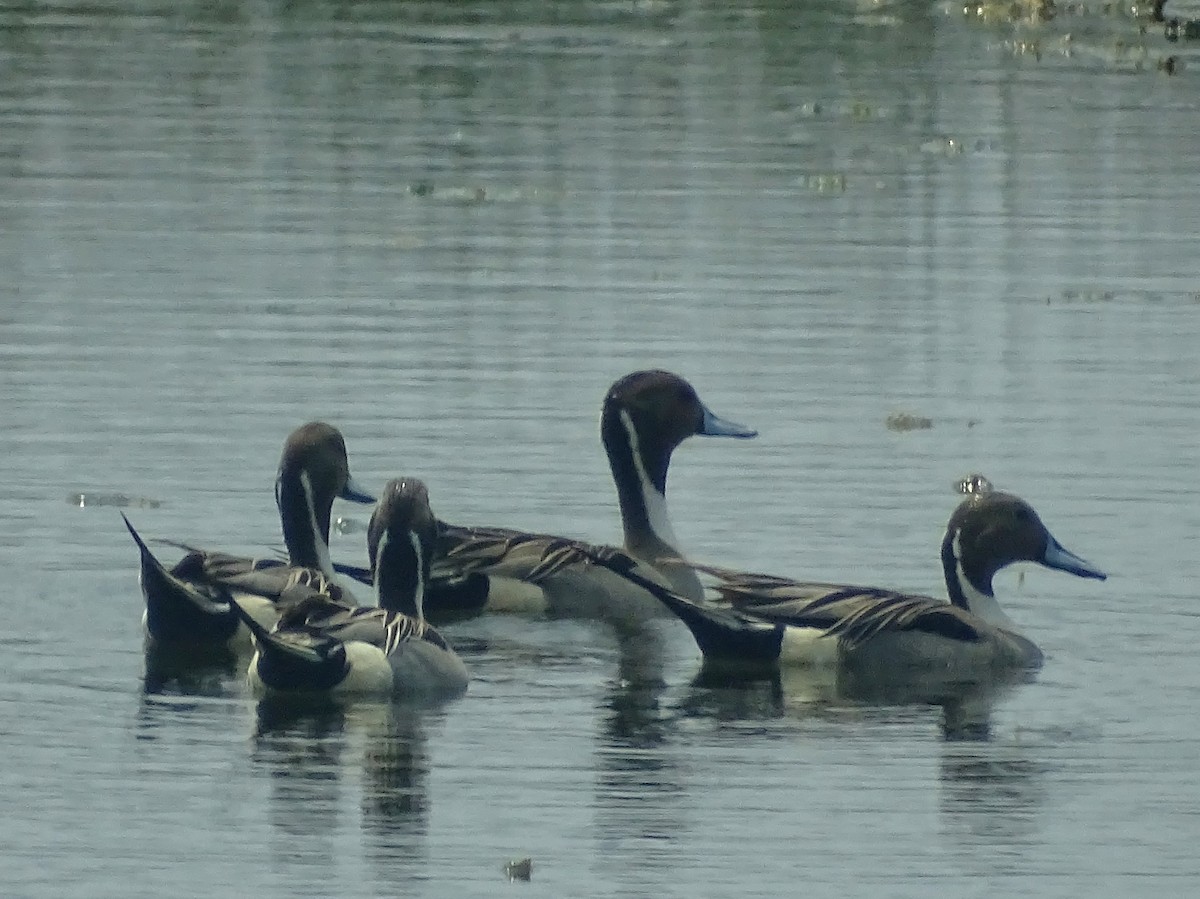 Northern Pintail - Sri Srikumar