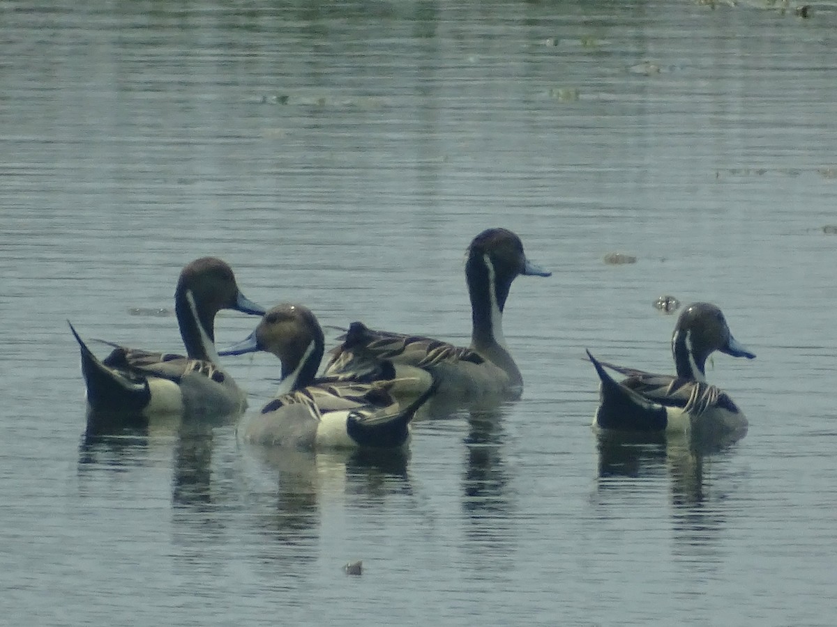 Northern Pintail - Sri Srikumar