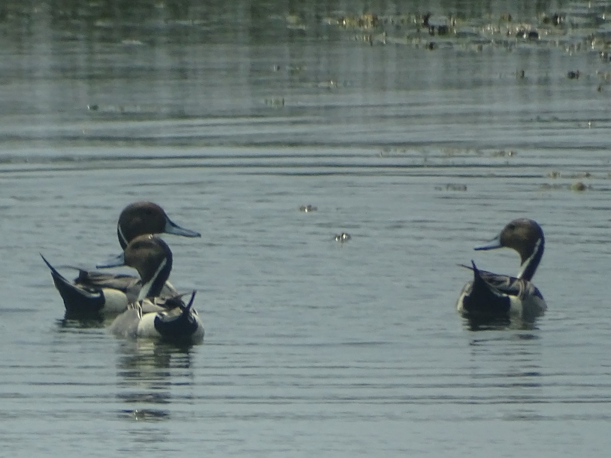 Northern Pintail - Sri Srikumar