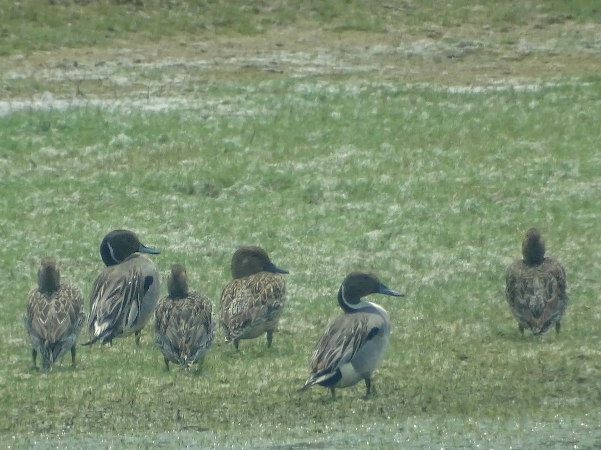 Northern Pintail - Sri Srikumar