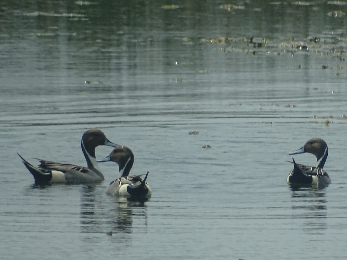 Northern Pintail - Sri Srikumar