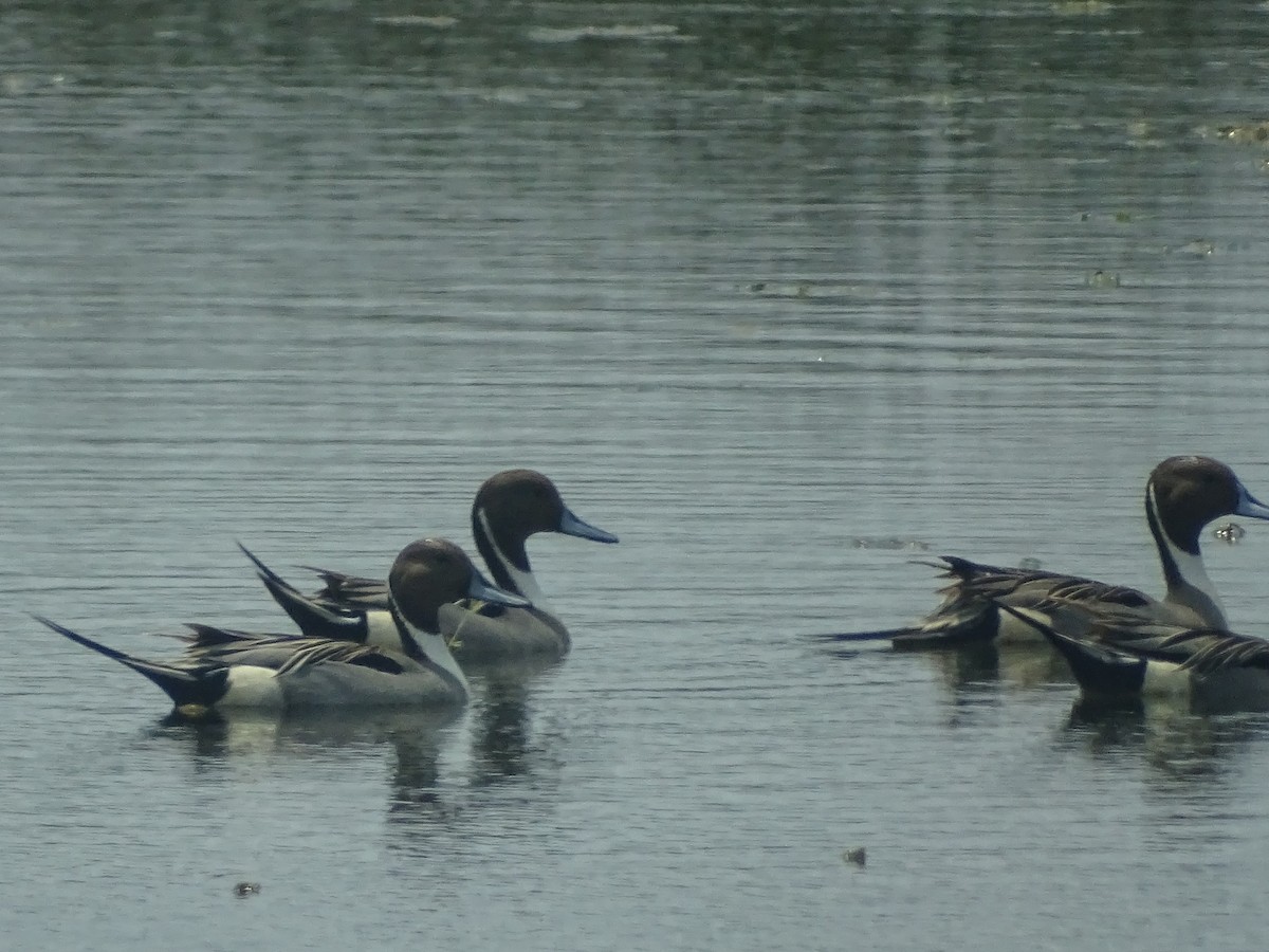 Northern Pintail - Sri Srikumar