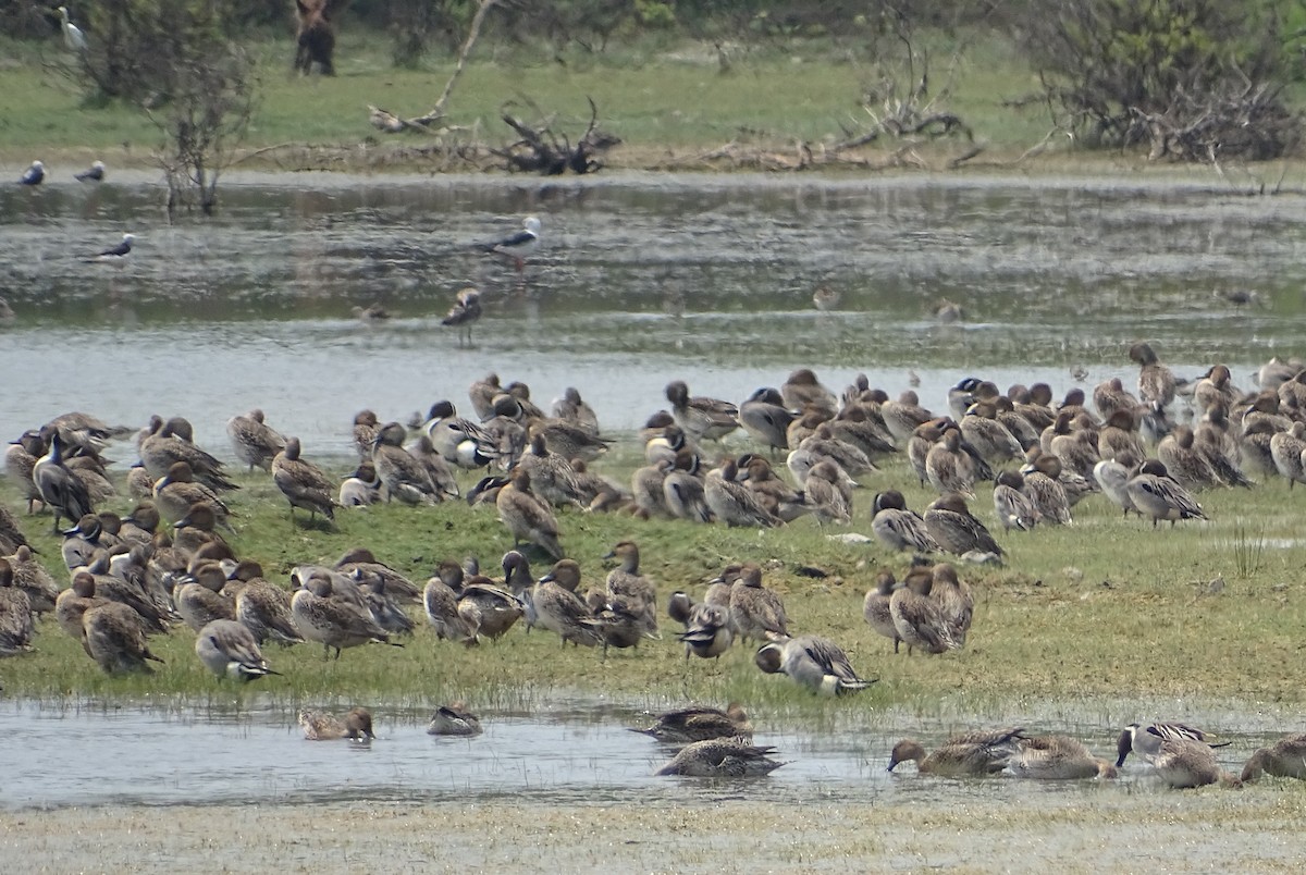 Northern Pintail - Sri Srikumar