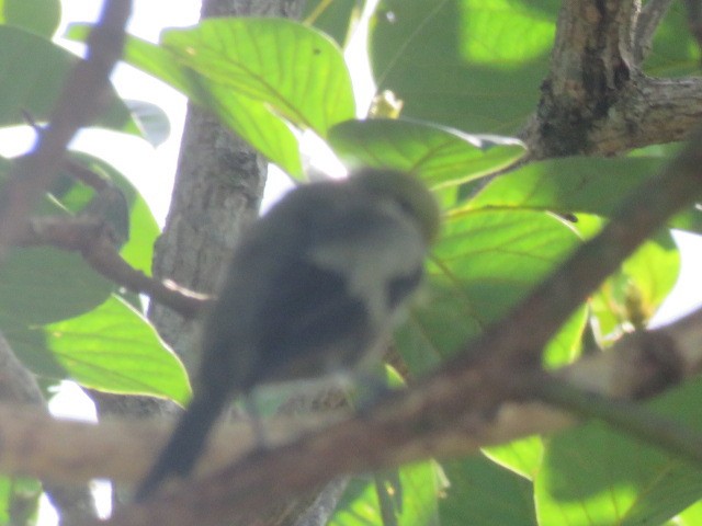 Palm Tanager - Cesar Lopez Bustamante