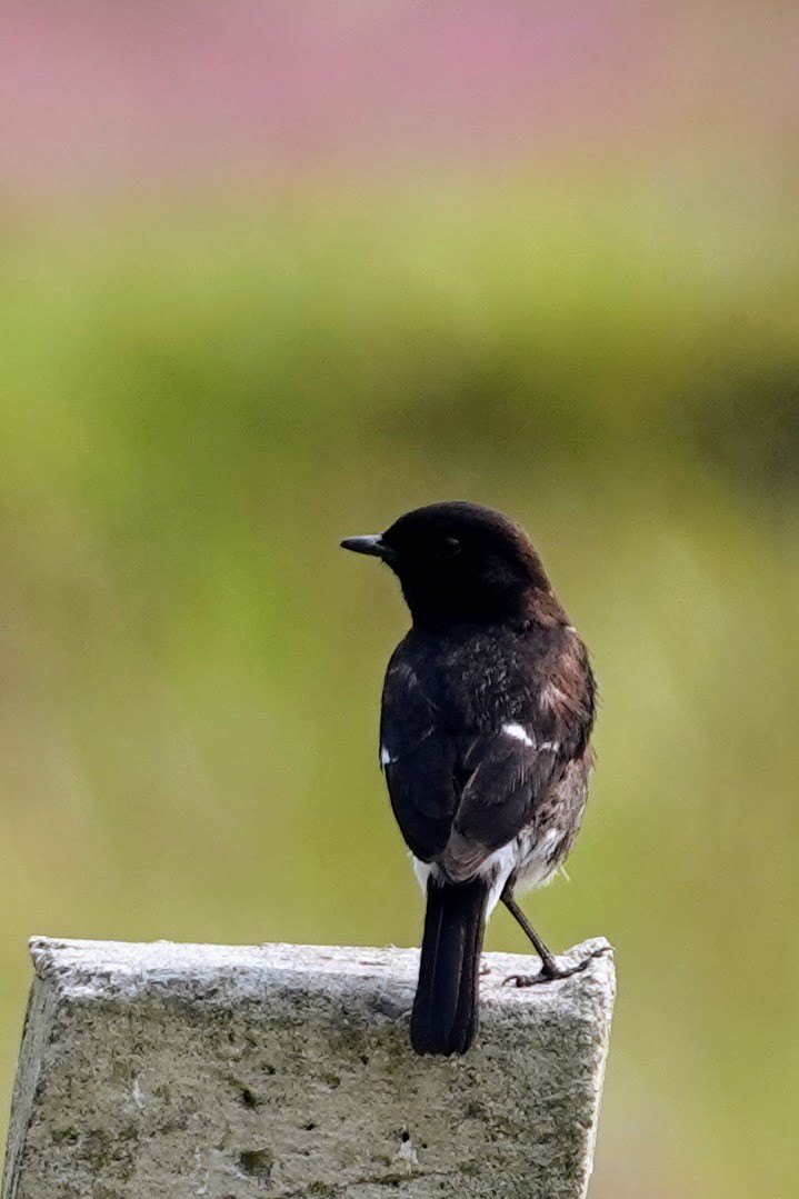 Pied Bushchat - Brecht Caers