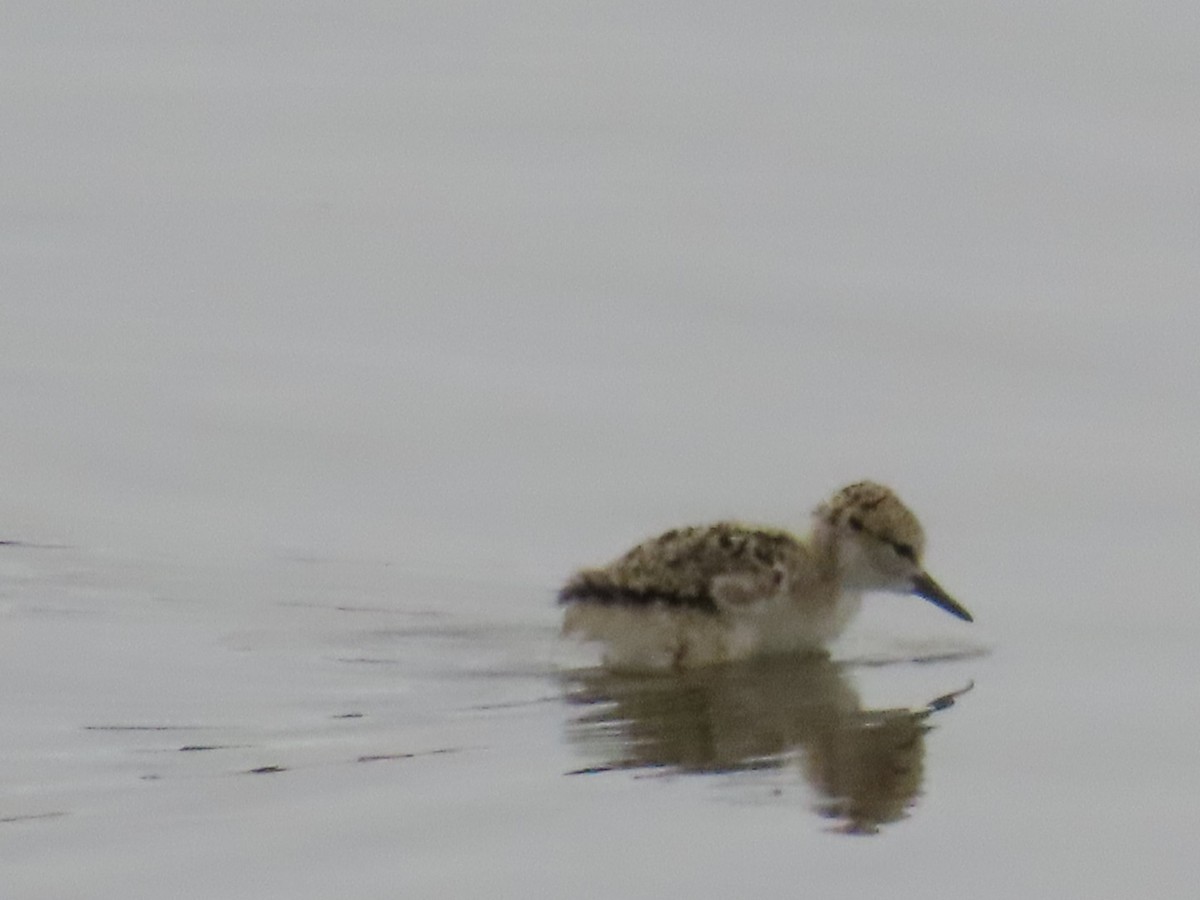 Black-necked Stilt - Sara Boscoe