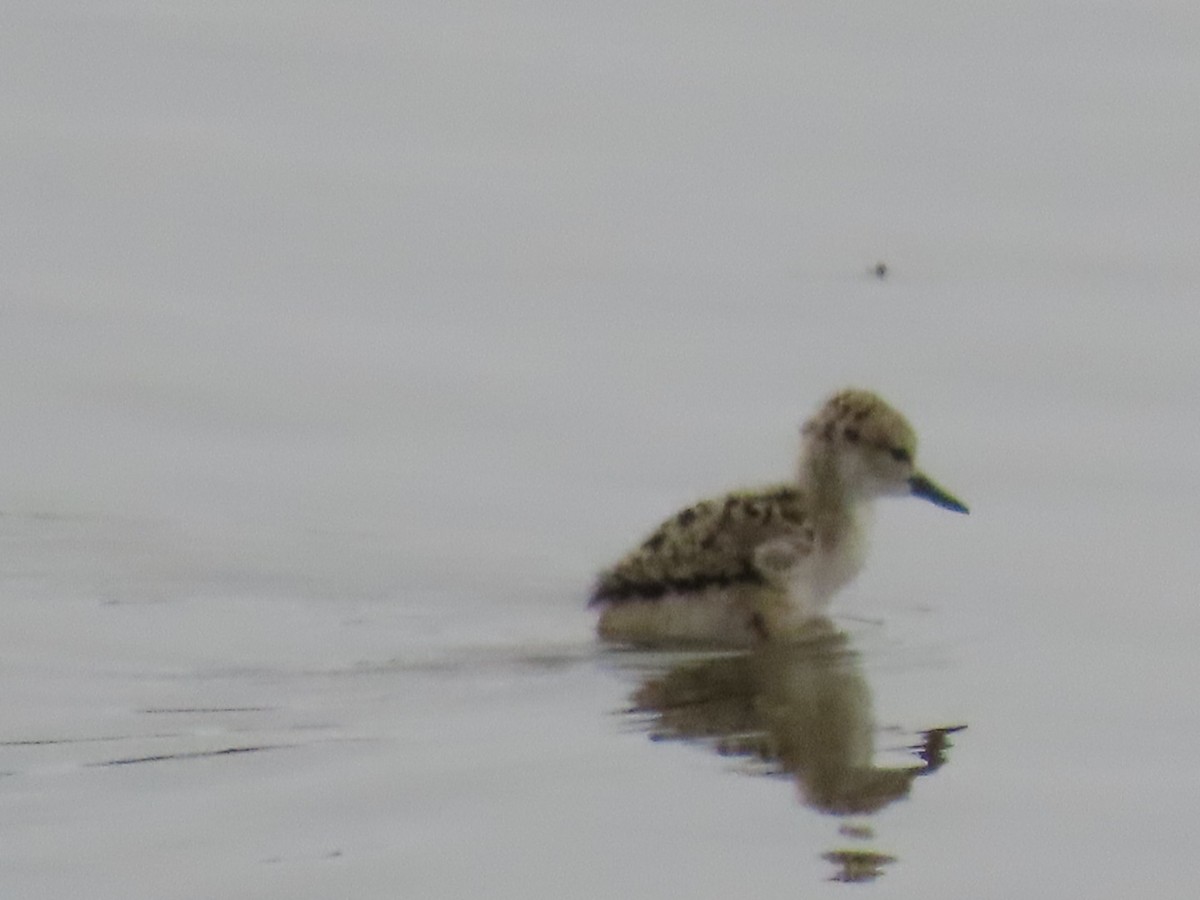 Black-necked Stilt - ML618950544