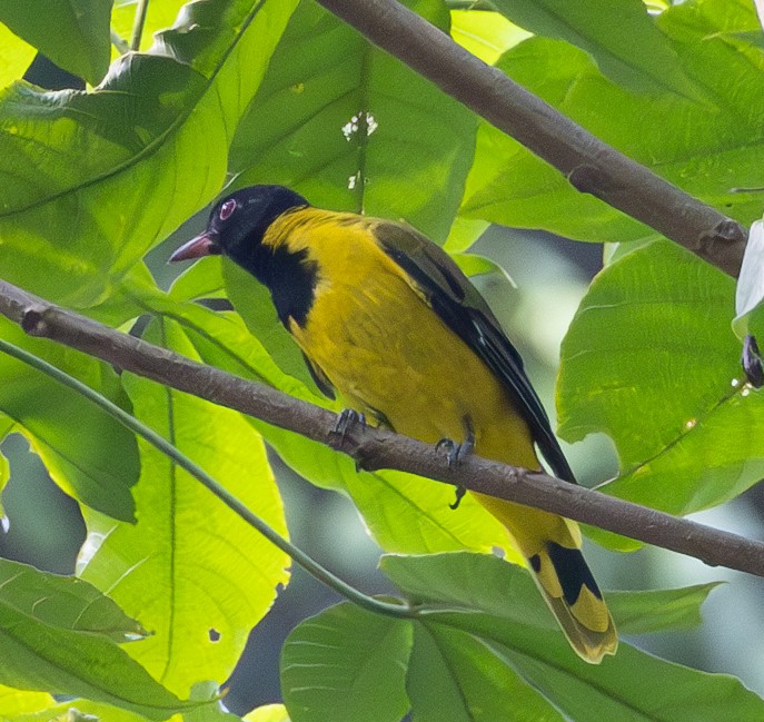 Black-winged Oriole - Marie Lister
