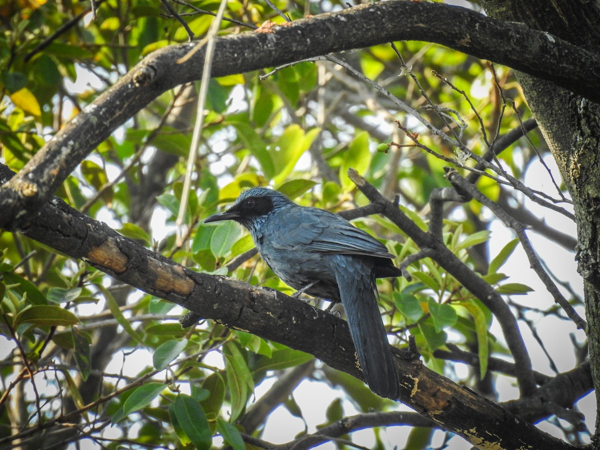 Blue Mockingbird - Sergio Castañeda Ramos