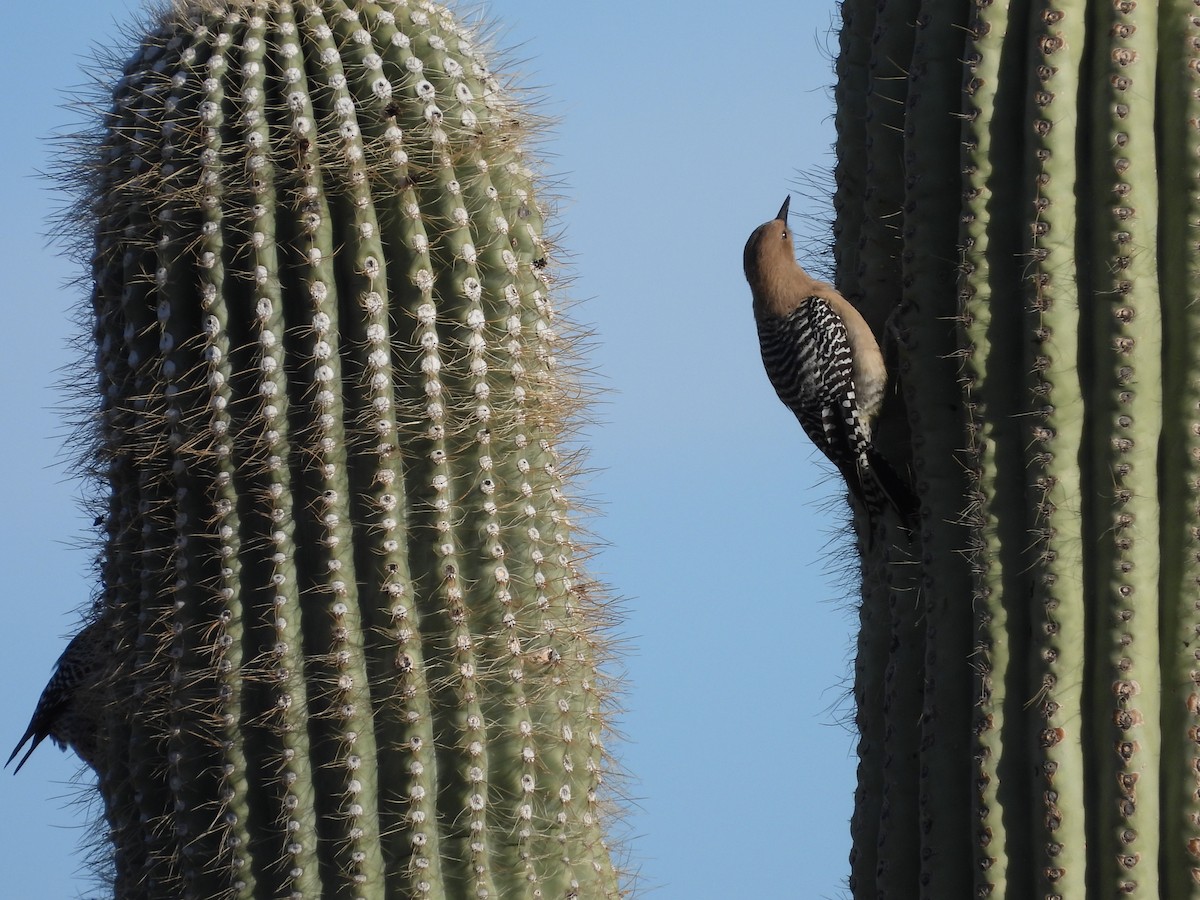 Gila Woodpecker - L. Burkett