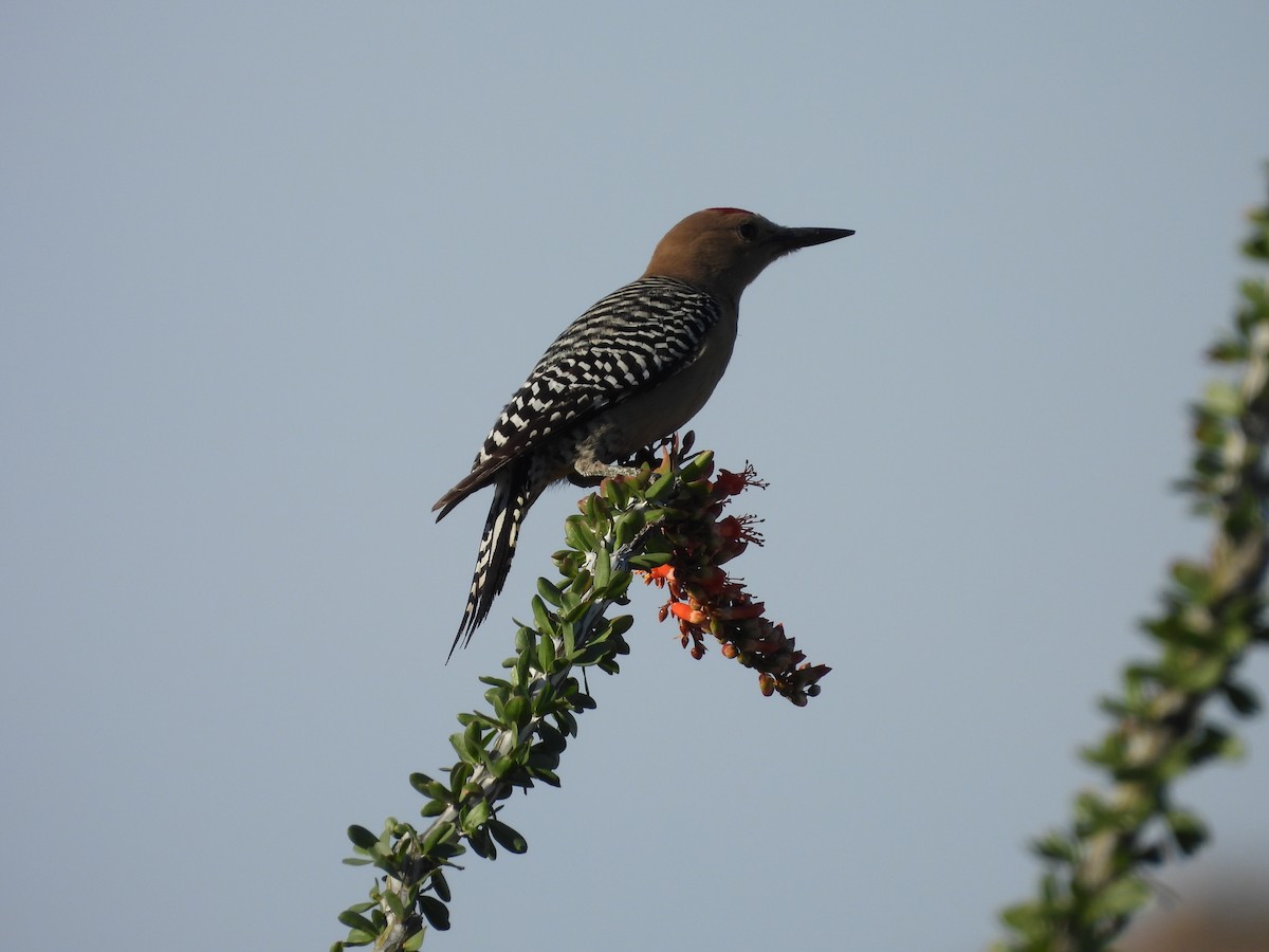 Gila Woodpecker - L. Burkett