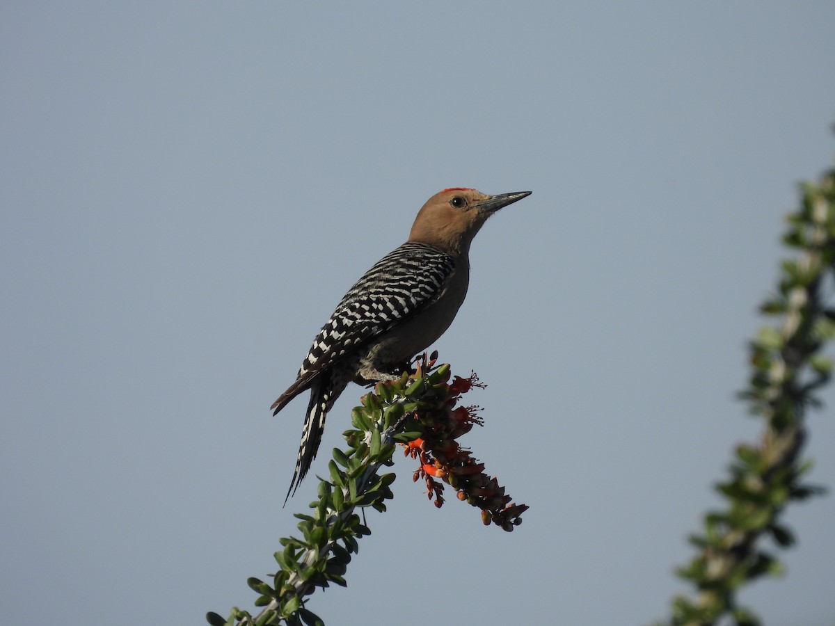 Gila Woodpecker - L. Burkett