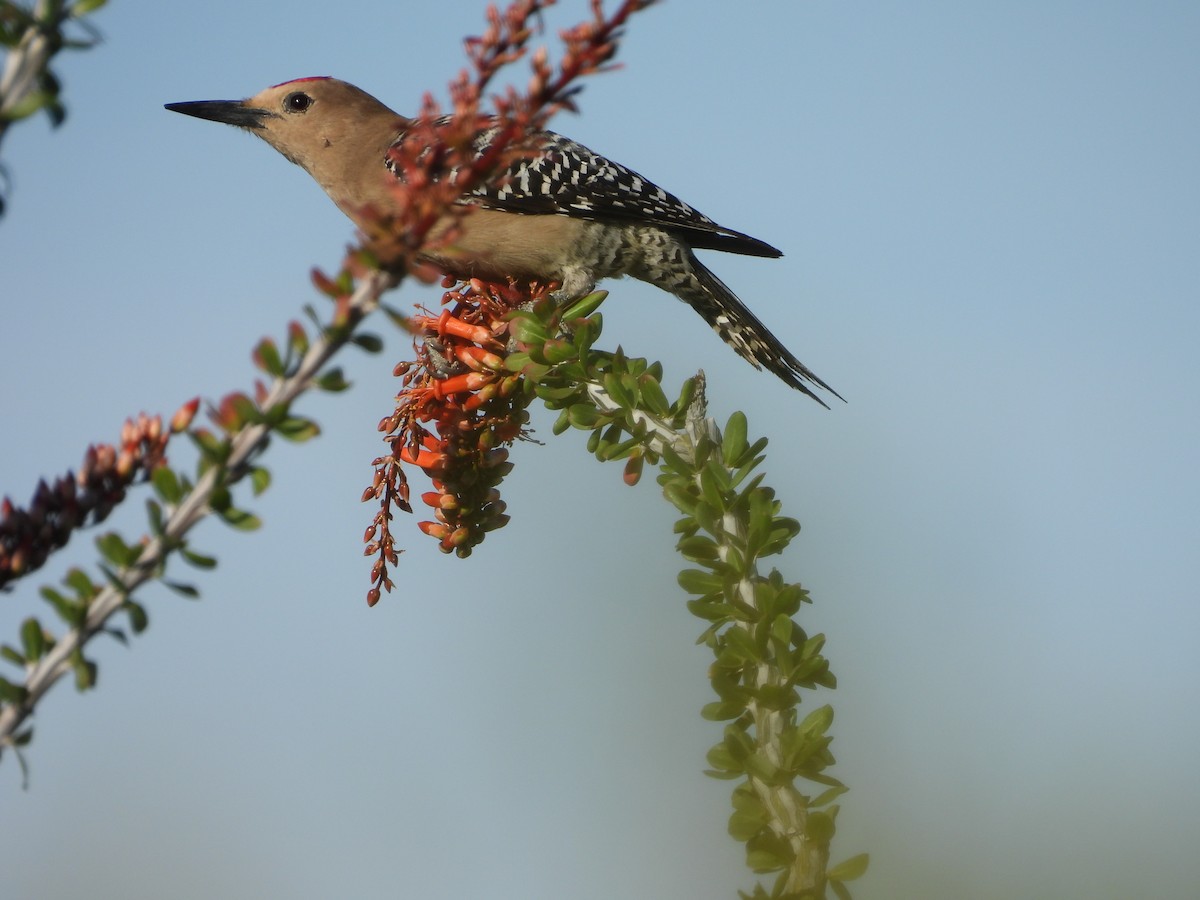 Gila Woodpecker - ML618950599