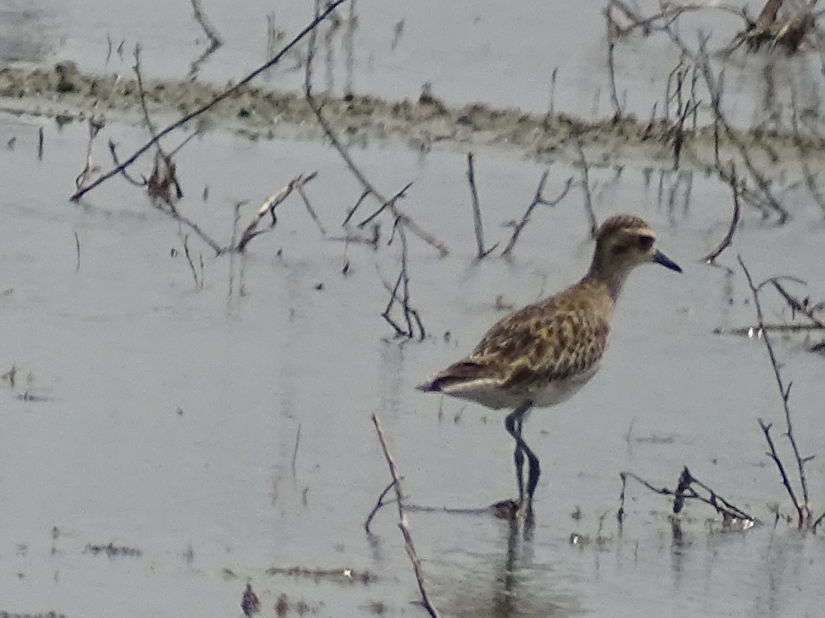 Pacific Golden-Plover - Sri Srikumar