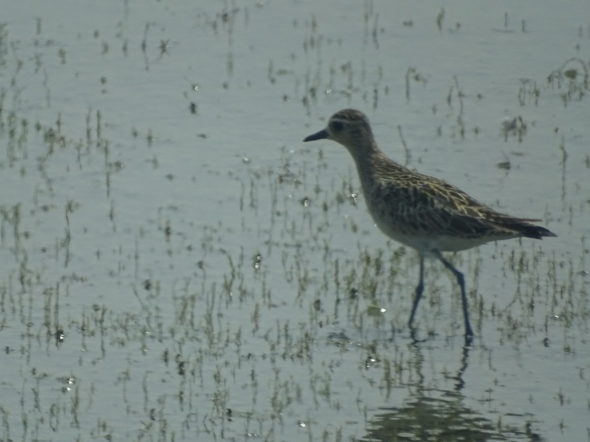 Pacific Golden-Plover - Sri Srikumar