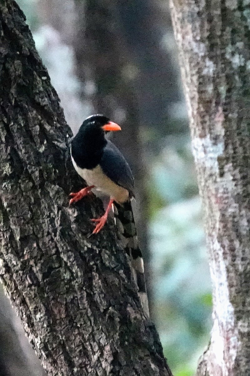 Red-billed Blue-Magpie - ML618950614