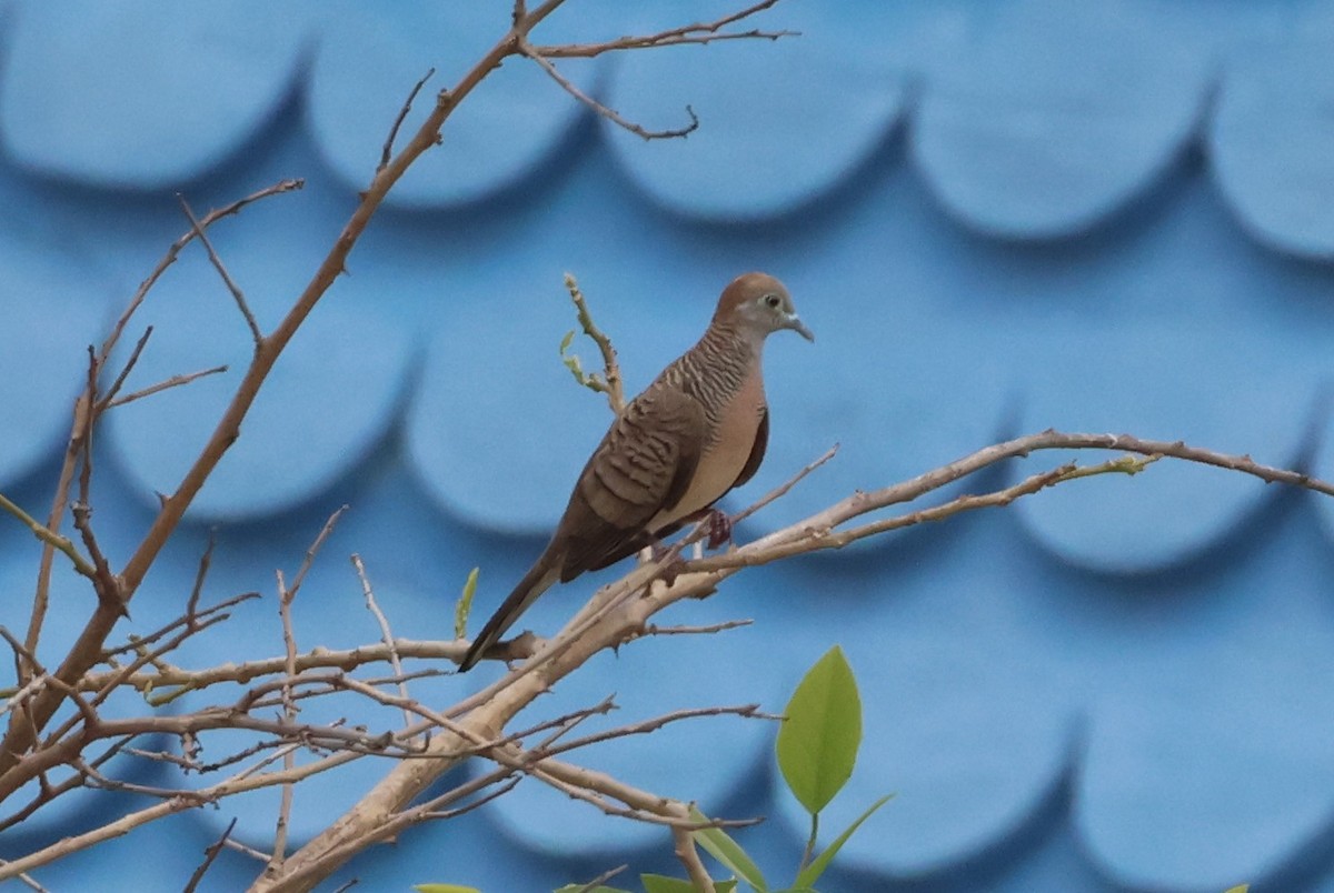 Zebra Dove - ML618950616