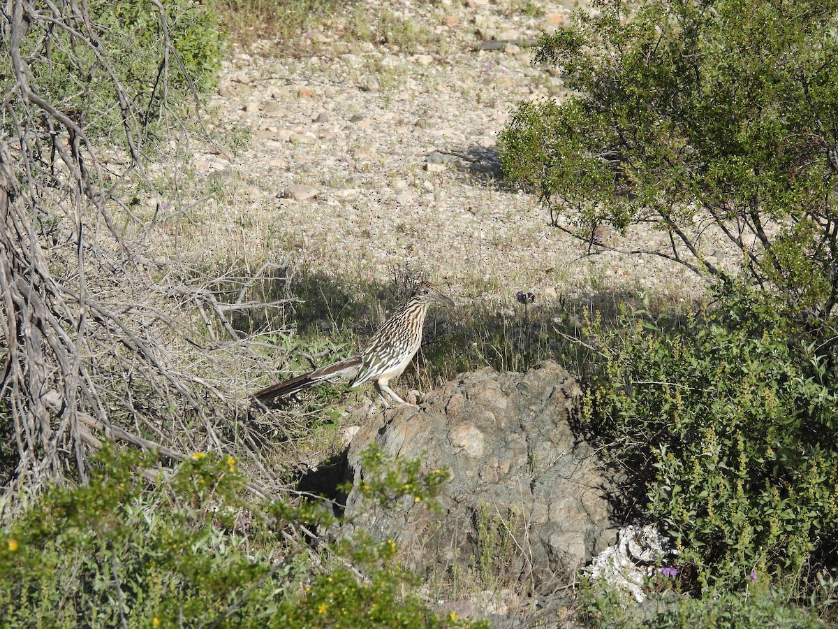 Greater Roadrunner - L. Burkett