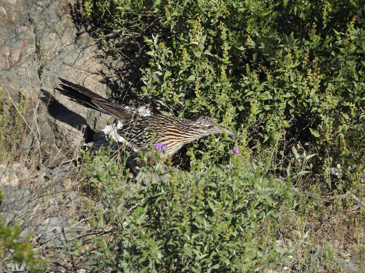 Greater Roadrunner - L. Burkett