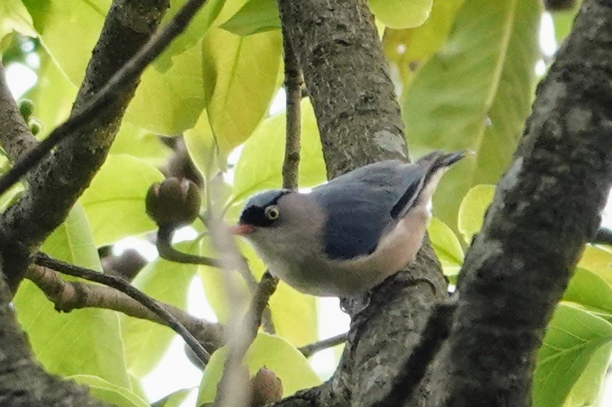 Sittelle veloutée - ML618950623