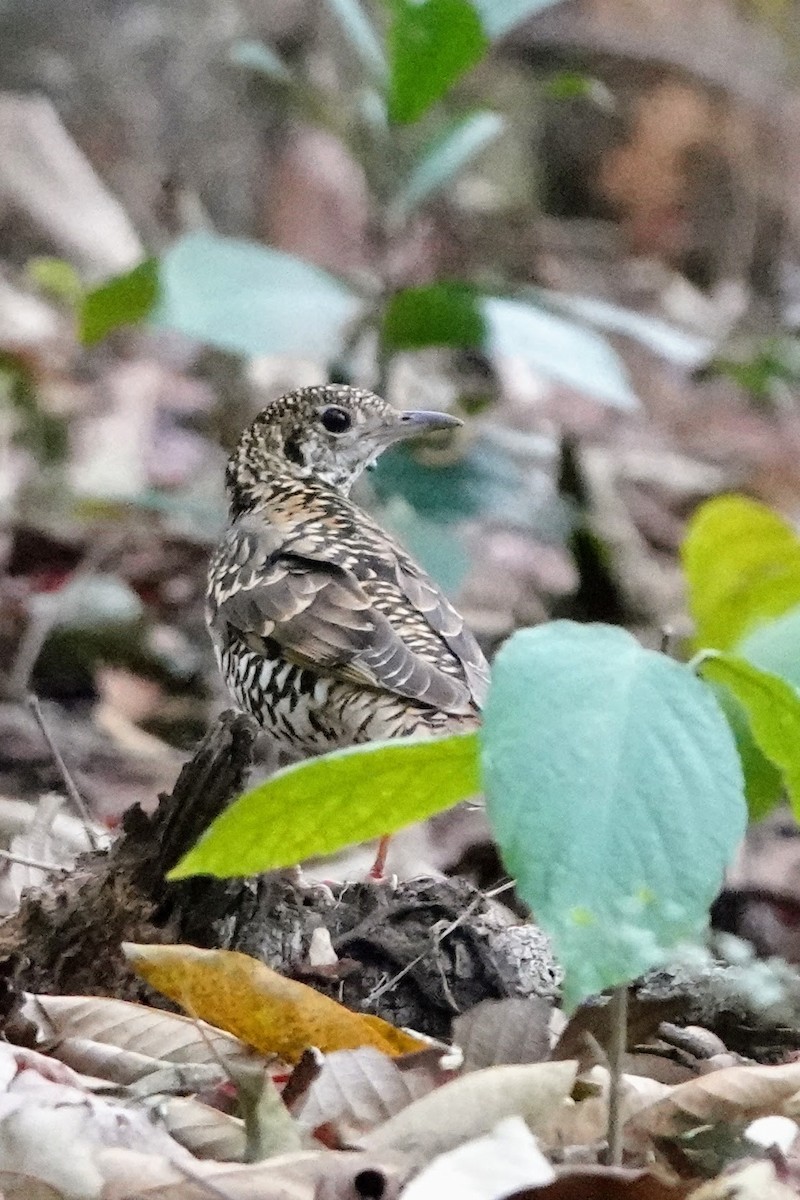 Scaly Thrush - Brecht Caers