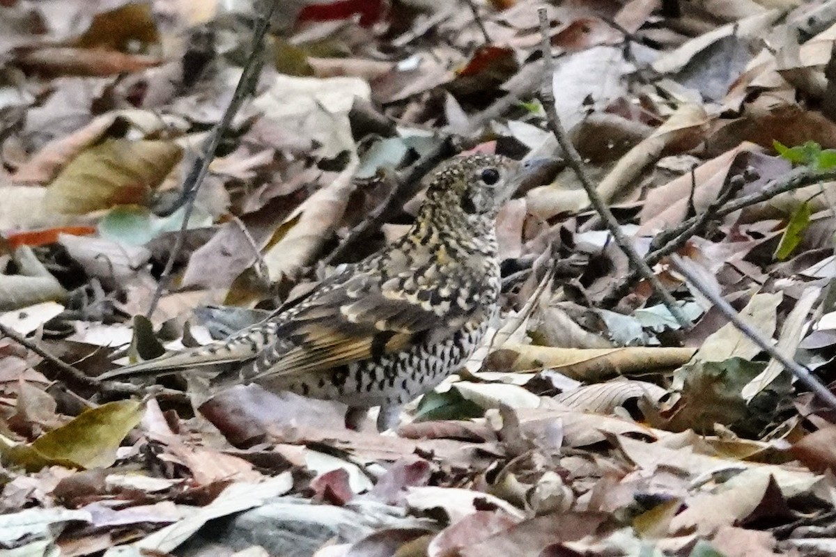 Scaly Thrush - Brecht Caers