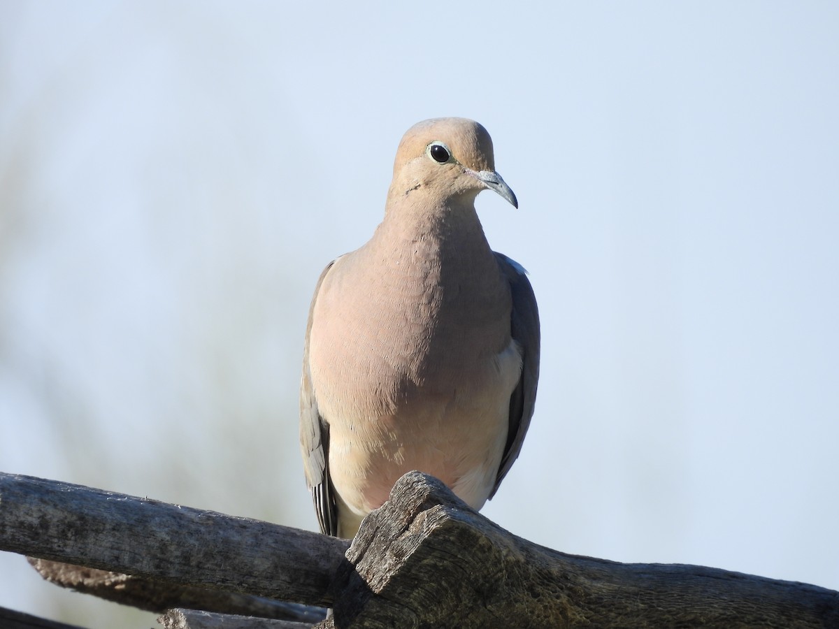 Mourning Dove - ML618950631