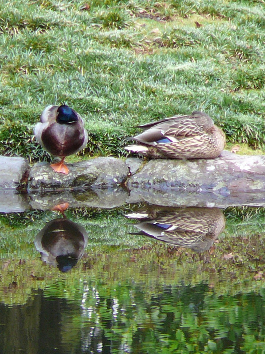 Mallard - Kanae Okubo