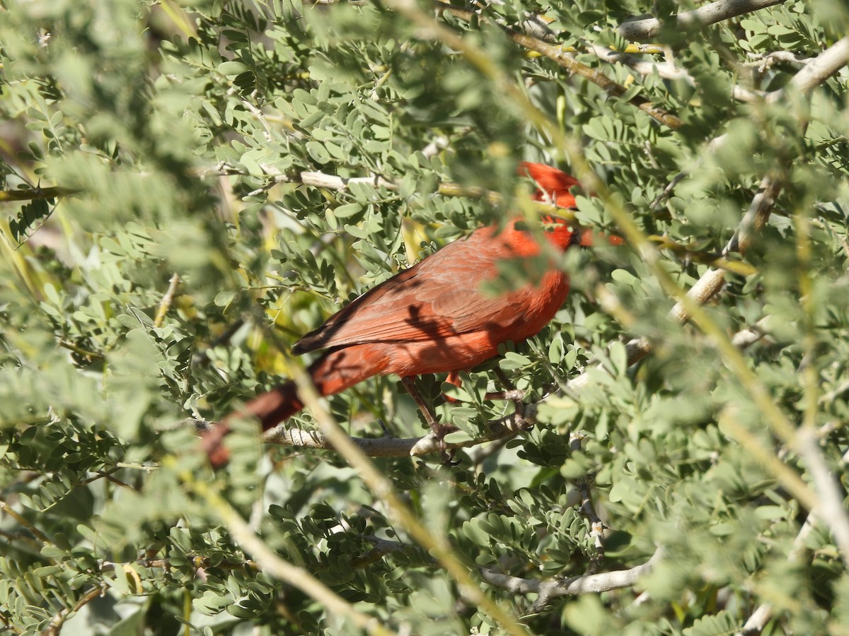 Cardinal rouge - ML618950637