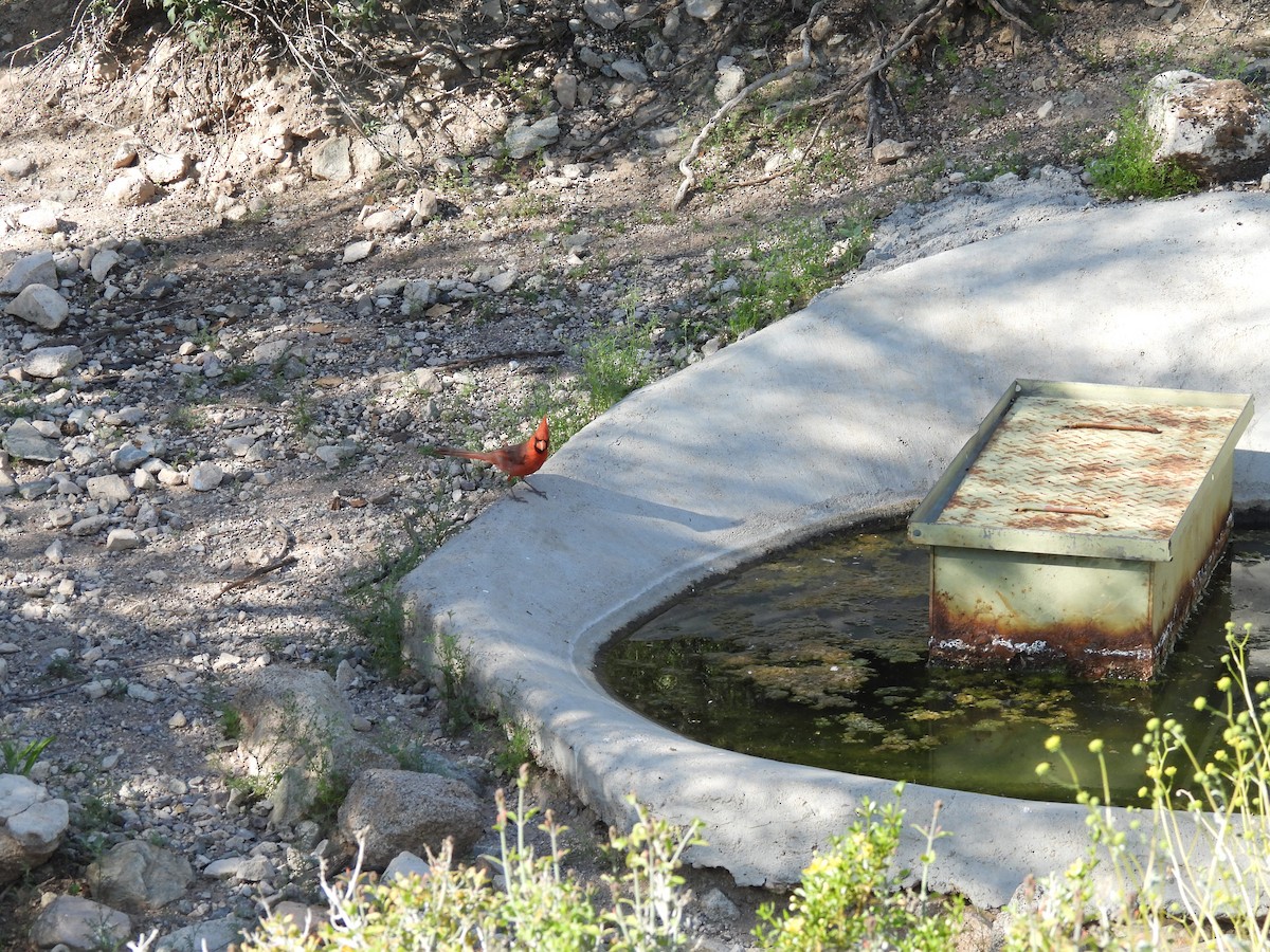 Northern Cardinal - L. Burkett