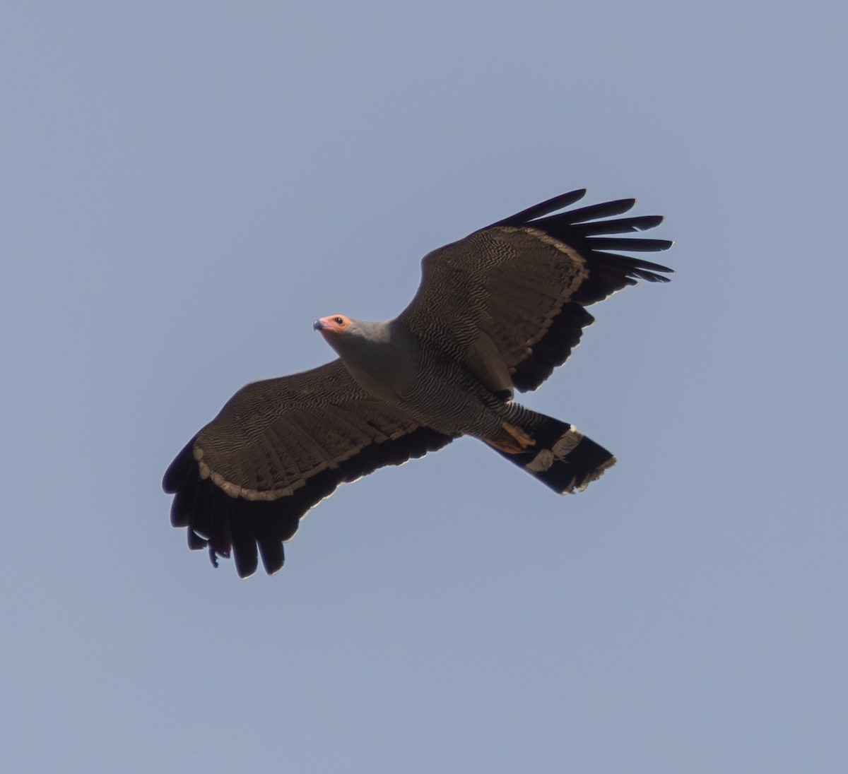 African Harrier-Hawk - Marie Lister