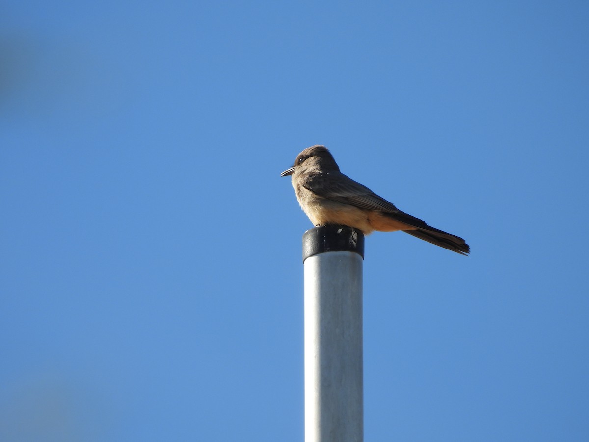 Say's Phoebe - ML618950649