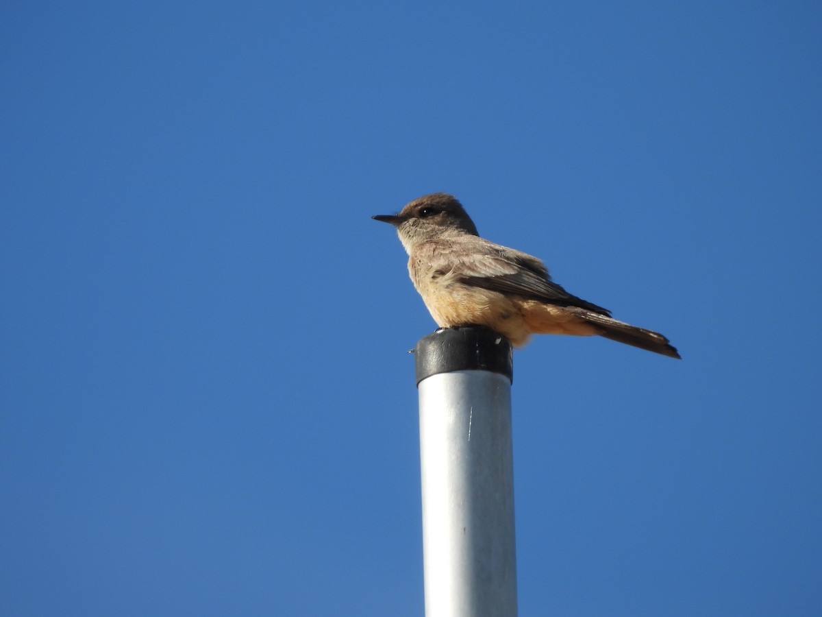 Say's Phoebe - ML618950652