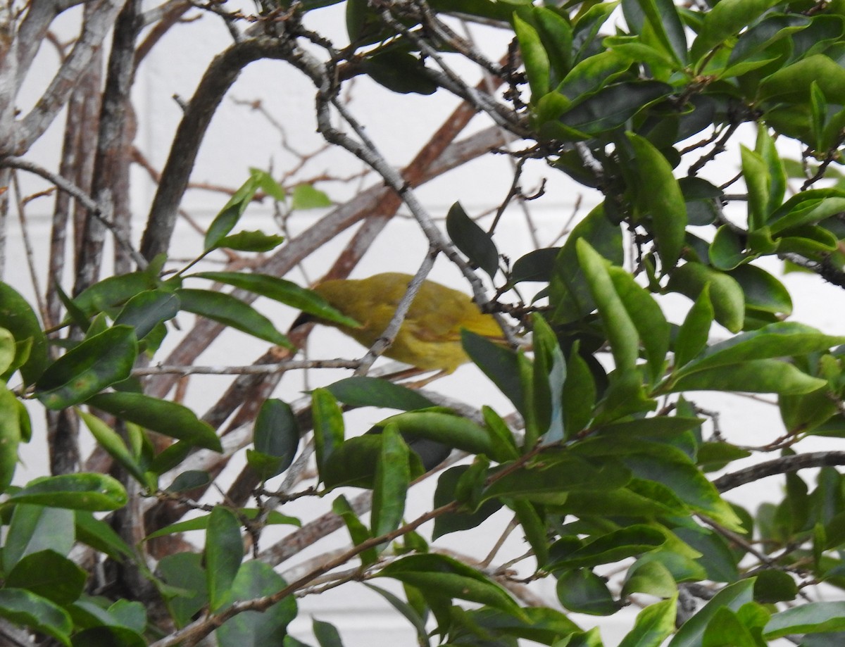 Yellow Honeyeater - Monica Mesch