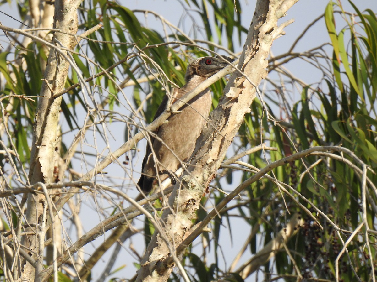 Helmeted Friarbird - Monica Mesch