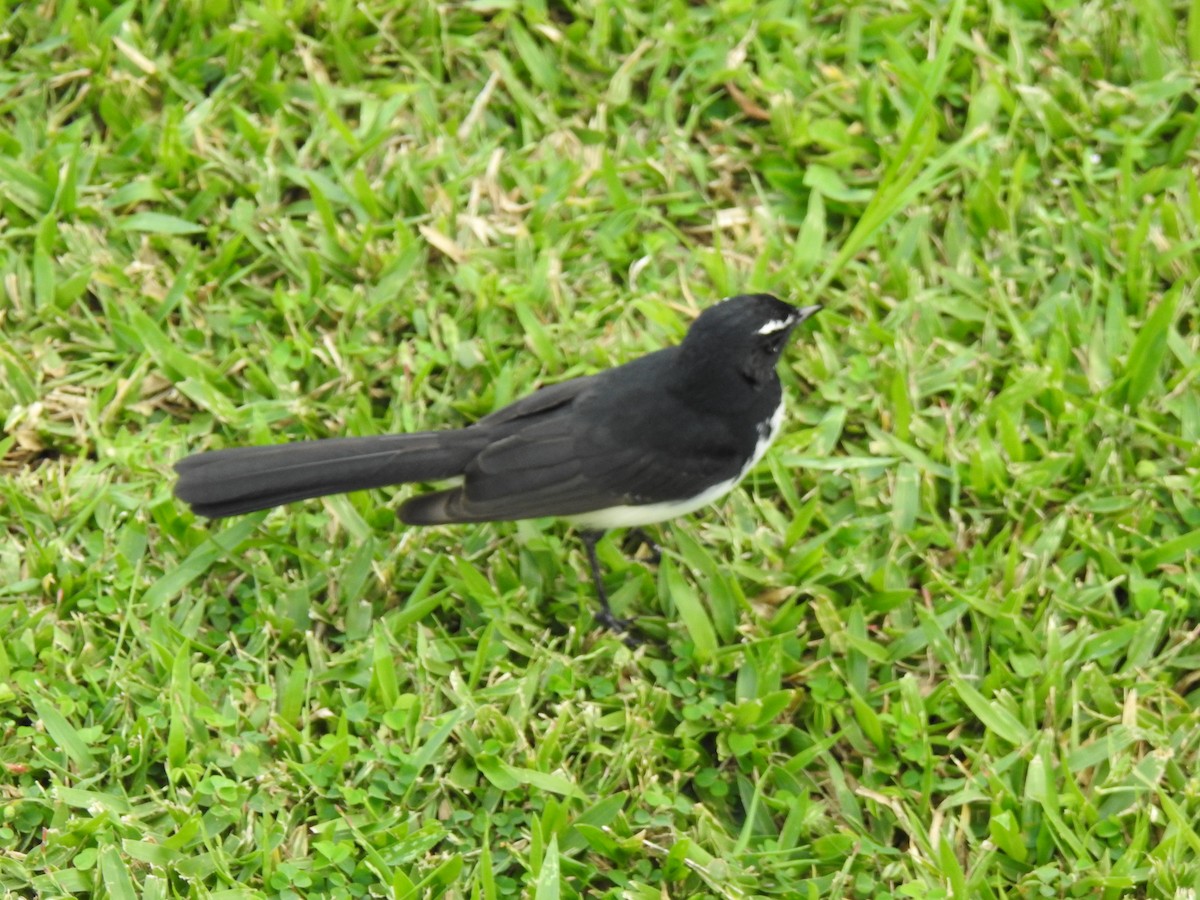 Willie-wagtail - Monica Mesch