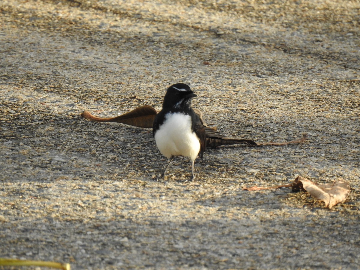 Willie-wagtail - Monica Mesch