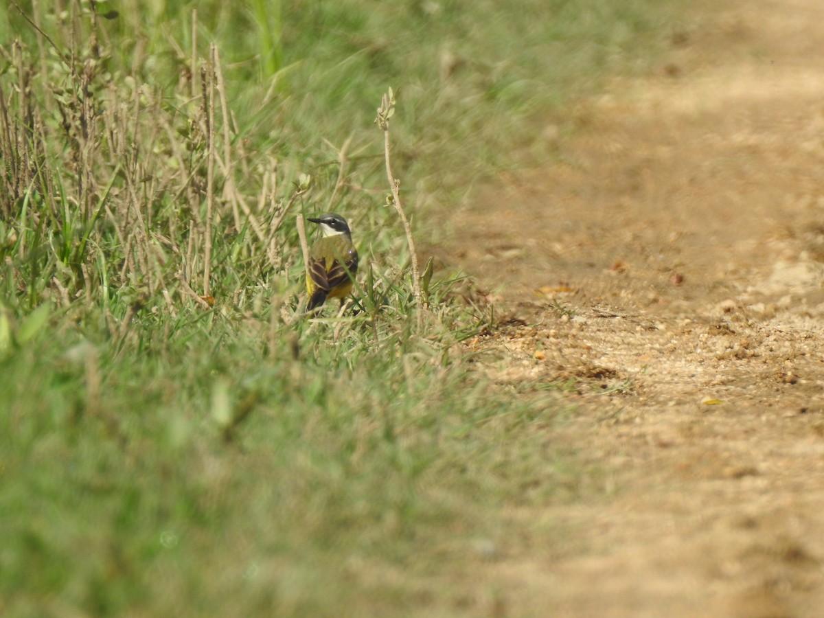 Western Yellow Wagtail - João Tiago Ribeiro