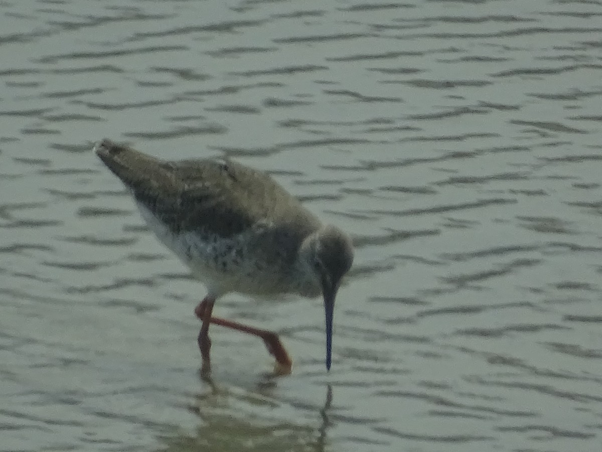 Common Redshank - Sri Srikumar