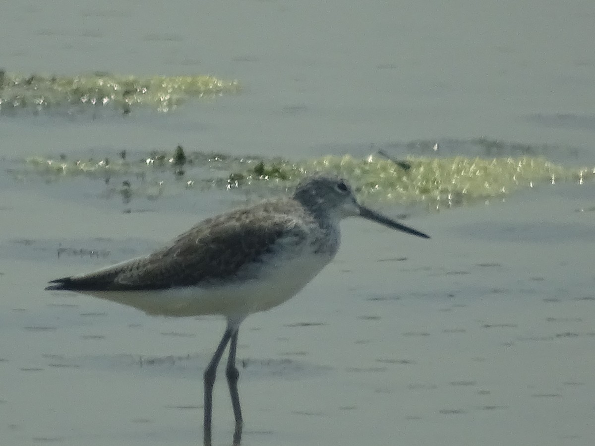 Common Greenshank - Sri Srikumar