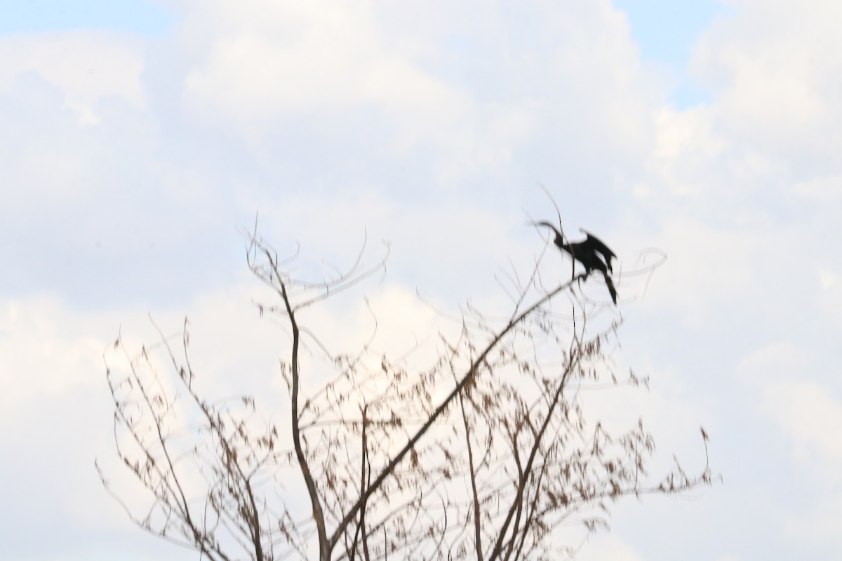 African Darter - Nyreen Roberts