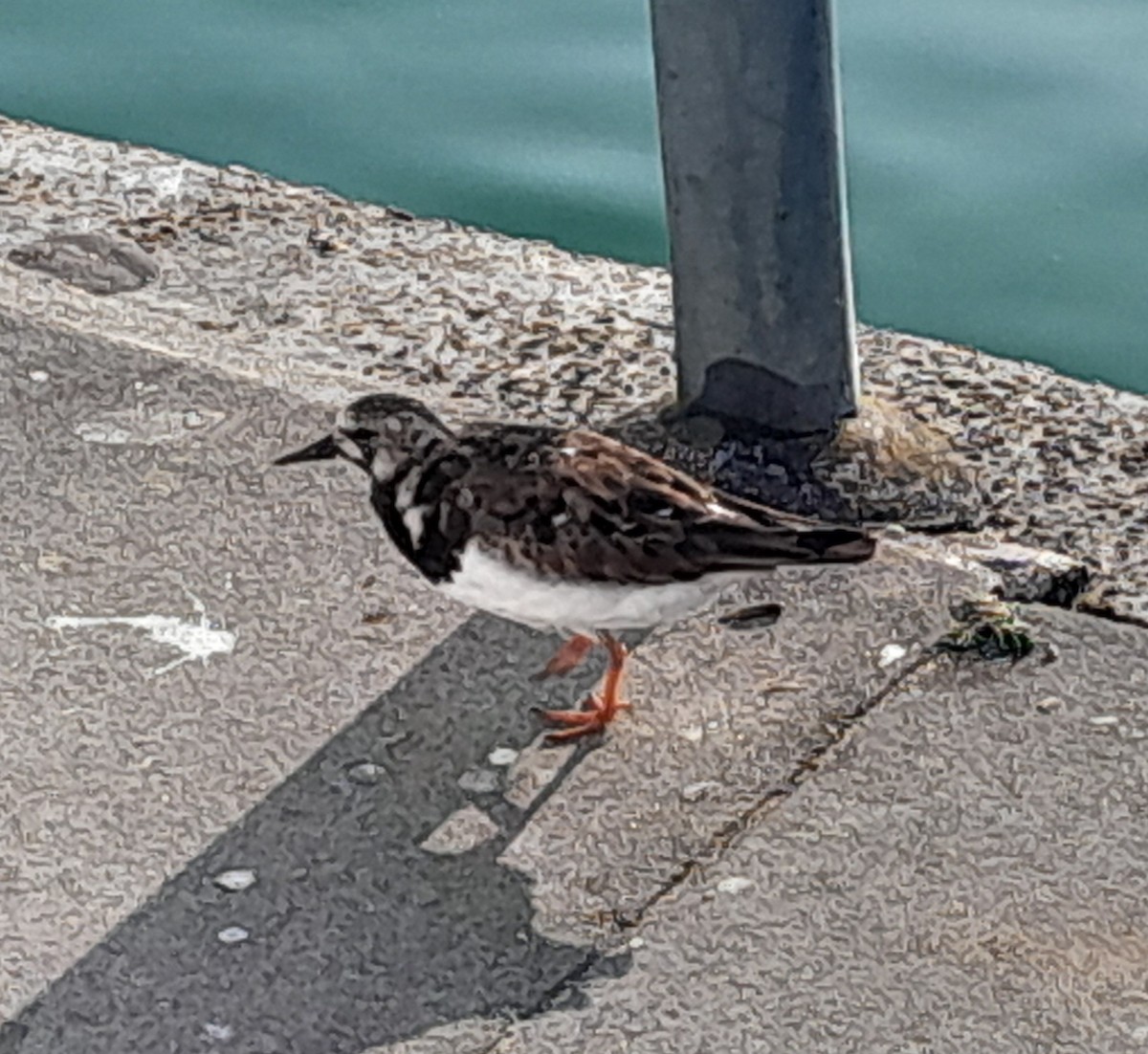 Ruddy Turnstone - ML618950722