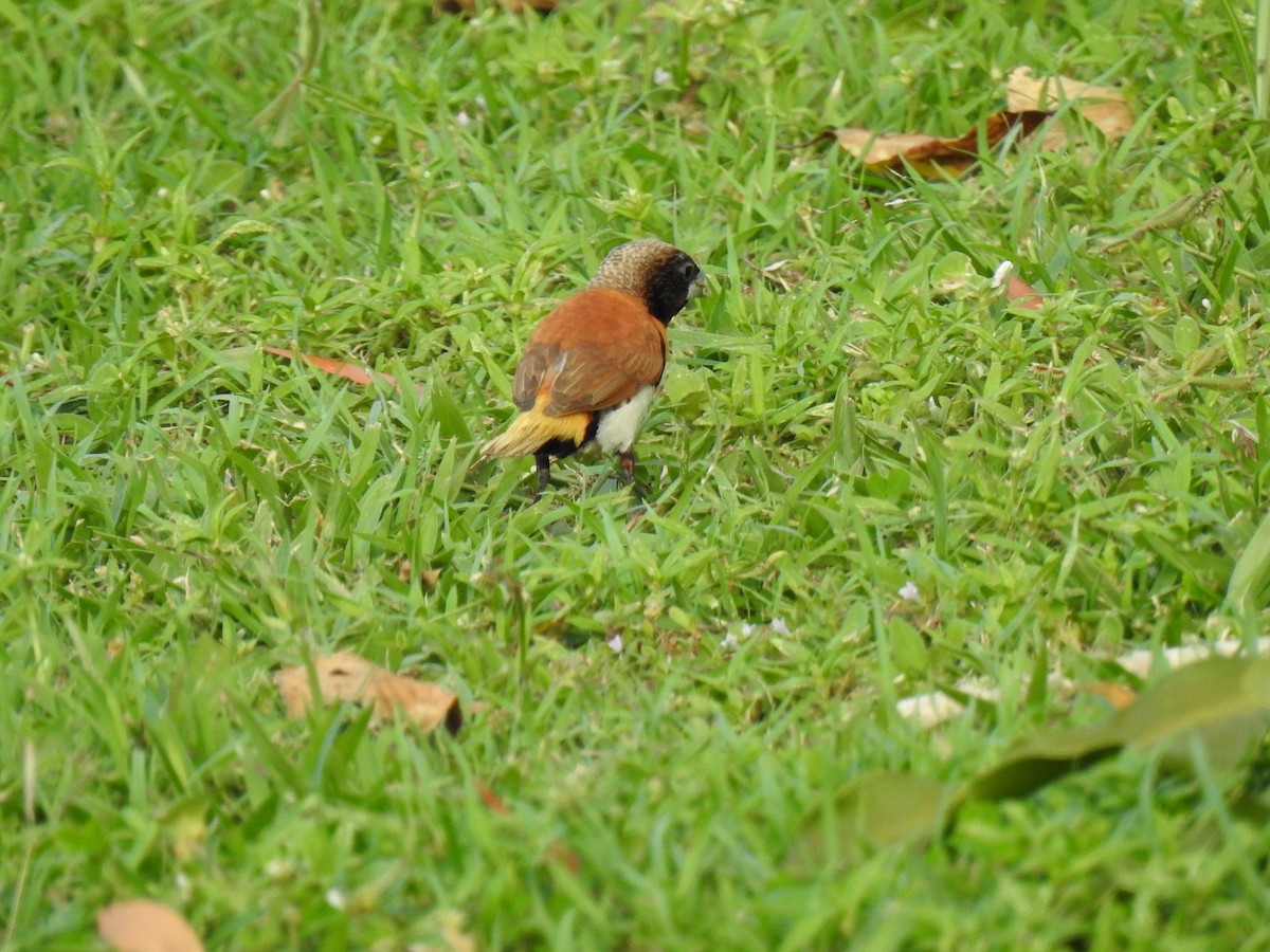 Chestnut-breasted Munia - Monica Mesch