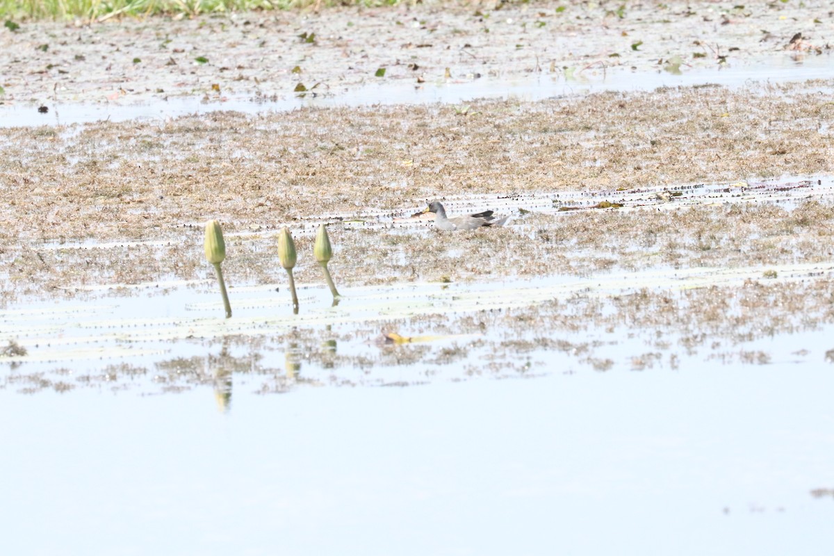 Black Crake - Nyreen Roberts