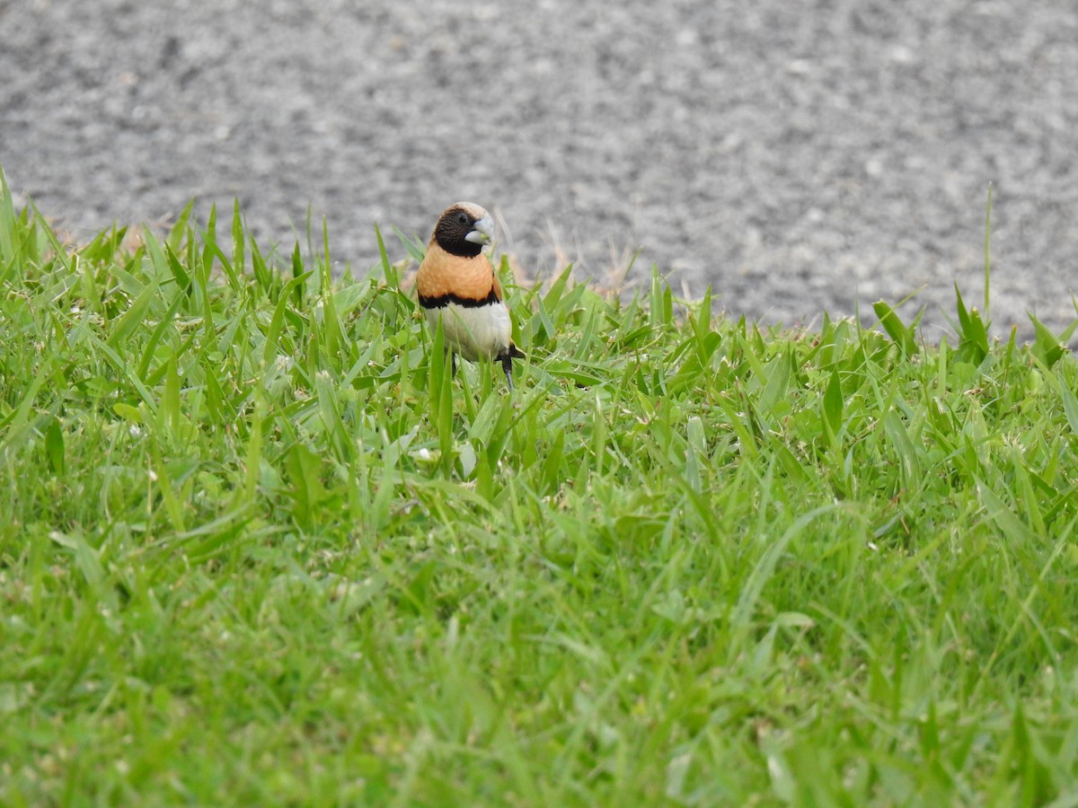 Chestnut-breasted Munia - Monica Mesch