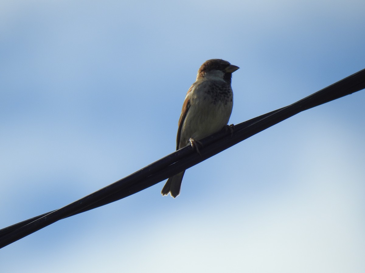 House Sparrow - Monica Mesch